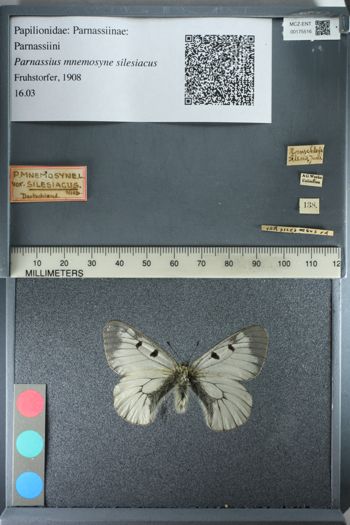 Media type: image;   Entomology 175516